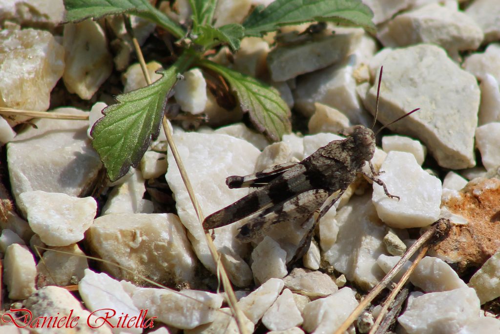 Oedipoda caerulescens